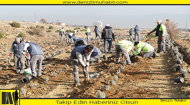 MERKEZEFENDİ’YE LAVANTA BAHÇESİ