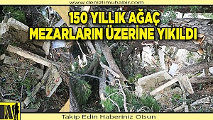1.5 Asırlık Ağaç Mezarların Üzerine Yıkıldı