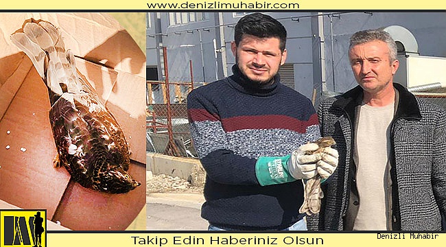 Açlıktan ölmek üzere olan Şahin kurtarıldı
