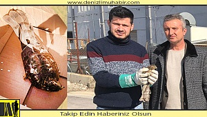 Açlıktan ölmek üzere olan Şahin kurtarıldı