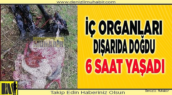 İç organları dışarıda doğan oğlak 6 saat yaşadı