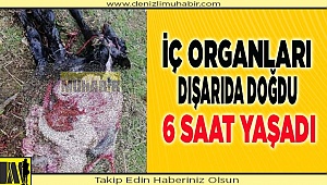 İç organları dışarıda doğan oğlak 6 saat yaşadı