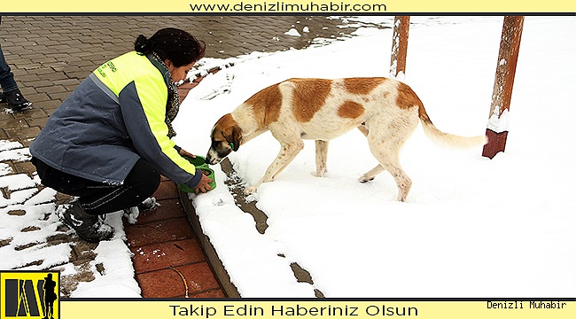 MERKEZEFENDİ BELEDİYESİ SOKAK HAYVANLARINI UNUTMADI