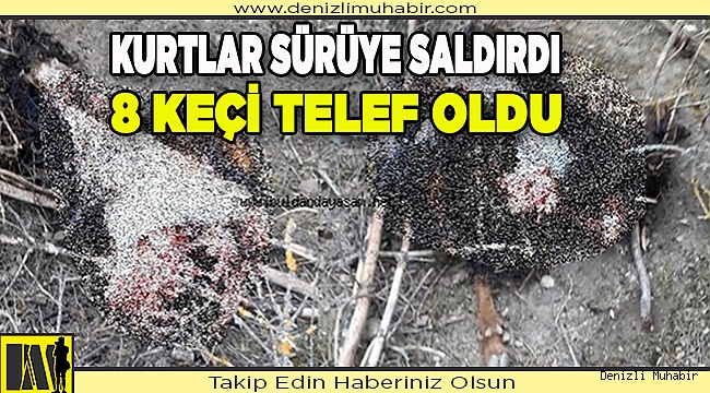 Kurtlar sürüye saldırdı, 8 keçi telef oldu
