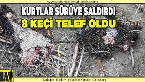 Kurtlar sürüye saldırdı, 8 keçi telef oldu