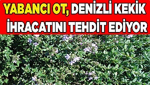 Türk ihracatçısı kekikteki "yabancı ot" sorununu çözmek istiyor