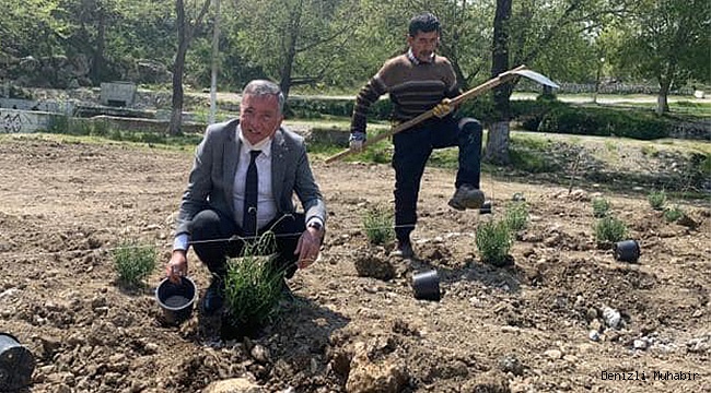 Lavanta Bahçesinde fideler dikildi