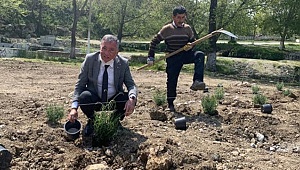 Lavanta Bahçesinde fideler dikildi