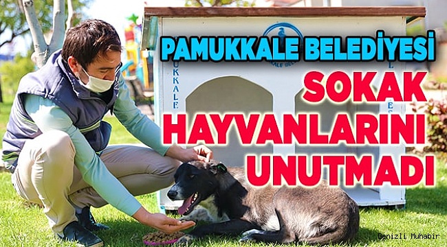 PAMUKKALE BELEDİYESİ SOKAK HAYVANLARINI UNUTMADI