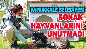 PAMUKKALE BELEDİYESİ SOKAK HAYVANLARINI UNUTMADI
