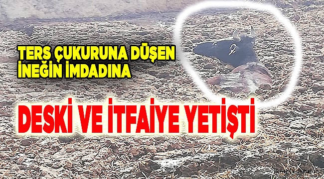 Ters çukuruna düşen ineği, itfaiye kurtardı