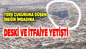 Ters çukuruna düşen ineği, itfaiye kurtardı