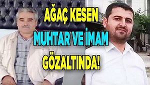 100 yıllık çam ağaçlarını kesmişler