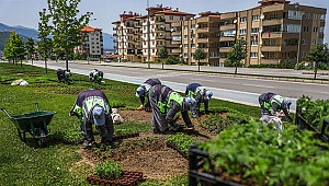 Çiçekler toprakla buluşuyor