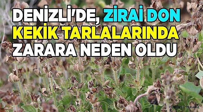 Denizli'de yaşanan zirai don kekik tarlalarında zarara neden oldu