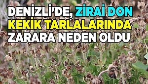 Denizli'de yaşanan zirai don kekik tarlalarında zarara neden oldu