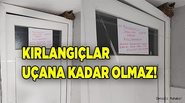 Denizli'deki cami avlusunda kırlangıçlar uçana kadar tuvalete girmek yasak
