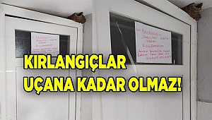 Denizli'deki cami avlusunda kırlangıçlar uçana kadar tuvalete girmek yasak