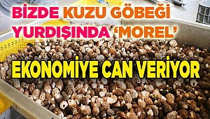 "Kuzu göbeği" ihracatı ekonomiye döviz kazandırıyor