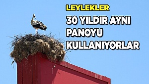 Leylekler 30 yıldır aynı reklam panosunda konaklıyor