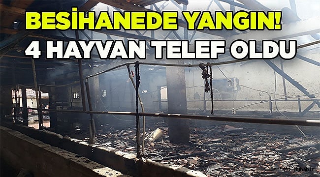 Tavas'ta çıkan yangında 4 büyükbaş telef oldu