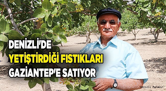 Denizli'de yetiştirdiği fıstıkları "fıstığın başkenti" Gaziantep'e satıyor