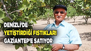 Denizli'de yetiştirdiği fıstıkları "fıstığın başkenti" Gaziantep'e satıyor