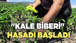 Denizli'nin tescilli "Kale Biberi"nde hasat zamanı