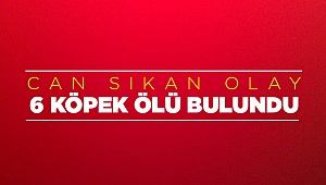 Köpekler telef oldu