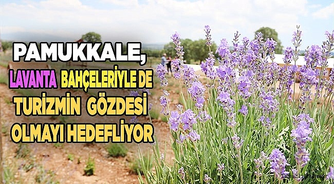 Pamukkale lavanta bahçeleriyle de turizmin gözdesi olmayı hedefliyor