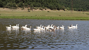 Yayla Gölü'nün Doğal Sit Alanı ilan edilmesi memnuniyetle karşılandı