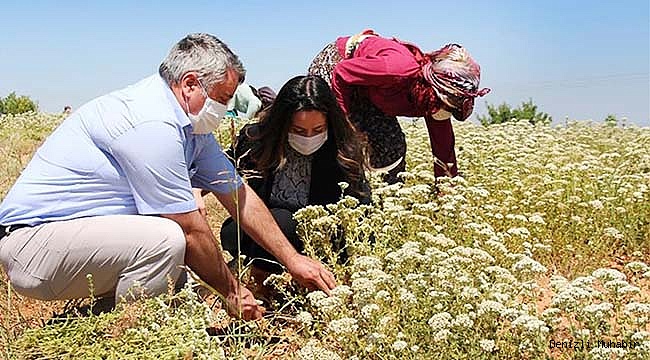 Kaymakam Selin Sarı kekik hasadına katıldı