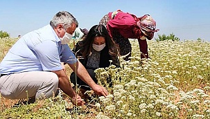 Kaymakam Selin Sarı kekik hasadına katıldı