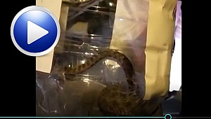 Denizli'de apartmanın 2. Katındaki yılan paniğe neden oldu