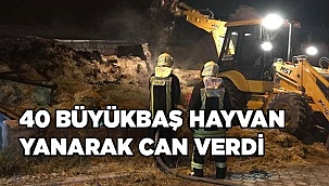 Denizli'de besihanede çıkan yangında 40 büyükbaş telef oldu