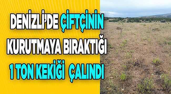 Denizli'de kurutmak için serilen yaklaşık 1 ton kekik çalındı