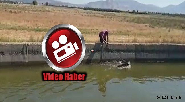 Denizli'de su kanalına düşen domuzu avcı kurtardı