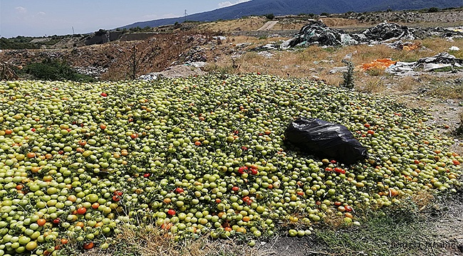 Domatesi boş araziye attılar
