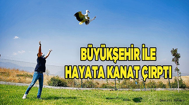 Elektrik akımına kapılan leyleklere Büyükşehir sahip çıktı