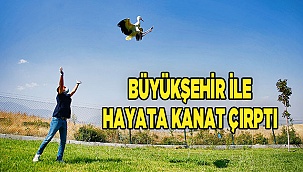 Elektrik akımına kapılan leyleklere Büyükşehir sahip çıktı
