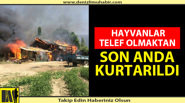 HAYVANLAR TELEF OLMAKTAN SON ANDA KURTARILDI