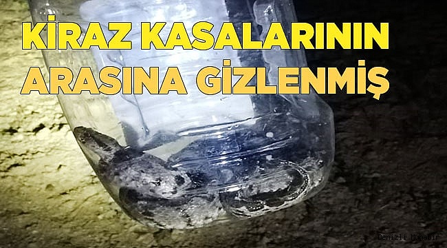 Otomobilin bagajındaki yılan itfaiye ekiplerince çıkarıldı