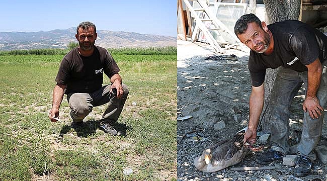 Tarlaya girdiği gerekçesiyle 40 kaz telef edildi