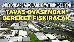 TAVAS TÜRKİYE'NİN HOLLANDASI OLABİLİR