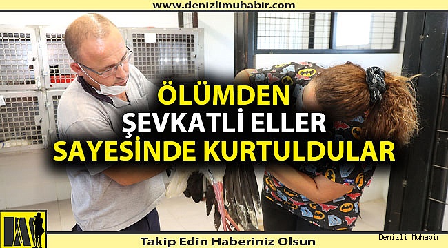 Avcıların Hedefi Olan Leylekler Tedavi Altına Alındı