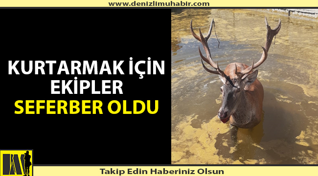 Denizli'de Sulama Kanalına Düşen Geyik Kurtarıldı