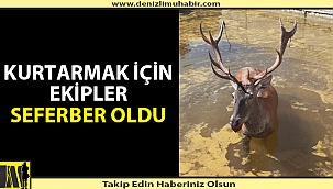 Denizli'de Sulama Kanalına Düşen Geyik Kurtarıldı
