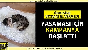 Denizli'de Yavru Kedi İçin Bağış Kampanyası Başlattı