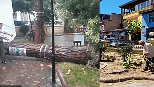 Devrilen ağaçların yerine yenisi dikildi