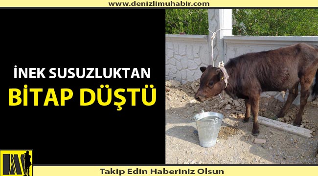 İNEĞİ ARACIN BAGAJINDA KAÇIRDILAR